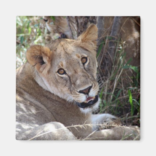 Aimant face de lion (Devant)