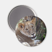 Aimant face de lion (Recto/Verso)