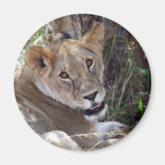 Aimant face de lion (Devant)