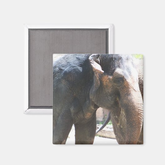 Aimant Face d'éléphant (Recto/Verso)