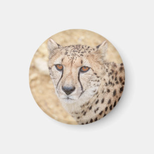 Aimant Face of the Wild : Le regard intense de Cheetah