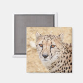 Aimant Face of the Wild : Le regard intense de Cheetah (Recto/Verso)
