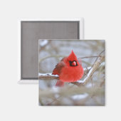 Aimant Faire_Cardinal_Aimant (Recto/Verso)