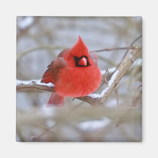 Aimant Faire_Cardinal_Aimant (Devant)