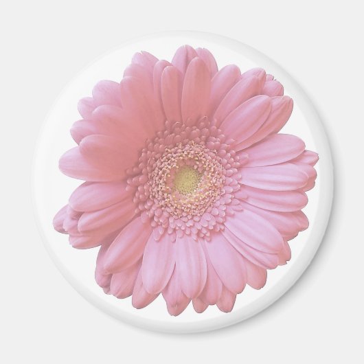 Aimant Faisée de gerbera rose pâle (Devant)