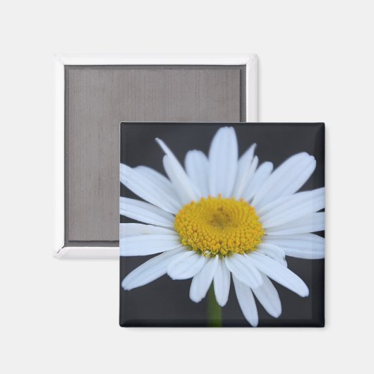 Aimant Faisée d'hiver (Recto/Verso)