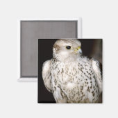 Aimant Falcon (Recto/Verso)