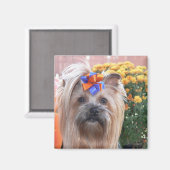 Aimant Fall Yorkie Fun (Recto/Verso)