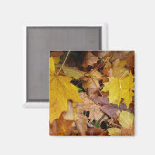 Aimant Fallen Maple Feuille Jaune Automne Nature (Recto/Verso)
