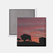 Aimant Famille Bison (Recto/Verso)