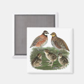 Aimant Famille Bobwhite Quail (Recto/Verso)
