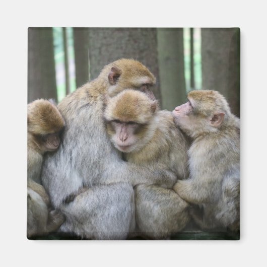 Aimant Famille Cute Ape Photo Hug (Devant)