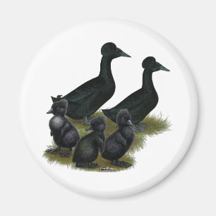 Aimant Famille de canard à crête noire