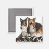 Aimant Famille de collie frontalière (Recto/Verso)