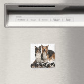 Aimant Famille de collie frontalière (In Situ (Lave-vaisselle))