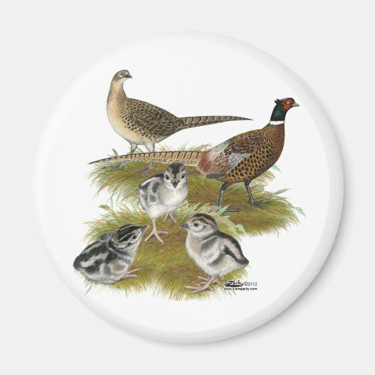 Aimant Famille de faisans à collier (Devant)