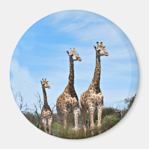 Aimant Famille de girafes sur une colline herbeuse