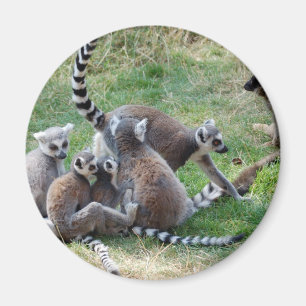 Aimant Famille de lémur coupée la queue par anneau