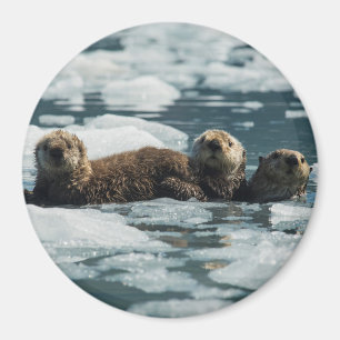 Aimant Famille de loutres de mer