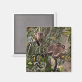Aimant Famille de marmousets singes (Recto/Verso)