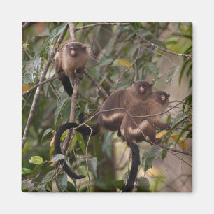 Aimant Famille de marmousets singes
