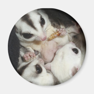 Aimant famille de planeur de sucre avec le joey