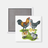 Aimant Famille de poulets Ameraucana (Recto/Verso)