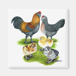 Aimant Famille de poulets Ameraucana