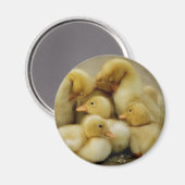 Aimant famille de poussins (Recto/Verso)