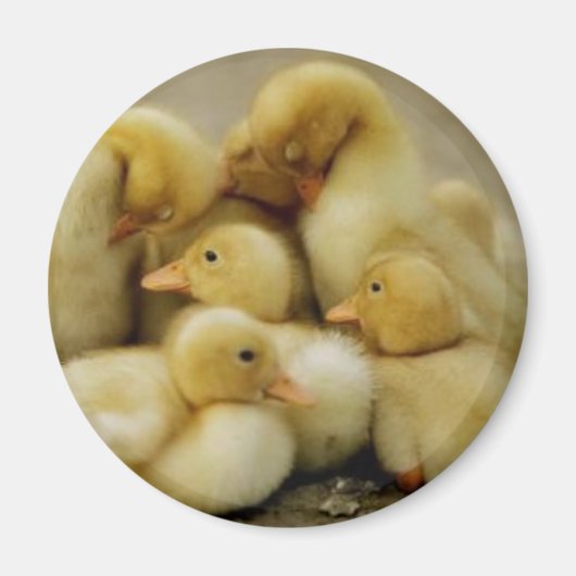 Aimant famille de poussins (Devant)