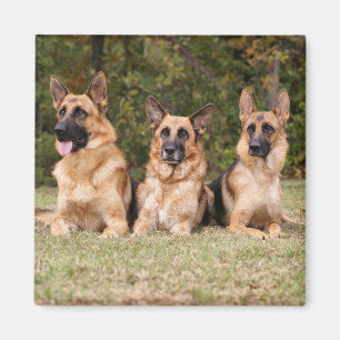 Aimant Famille de Sherpherd d'Allemand