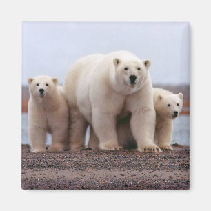 Aimant Famille d'ours polaires