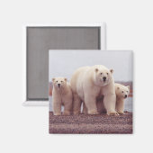 Aimant Famille d'ours polaires (Recto/Verso)