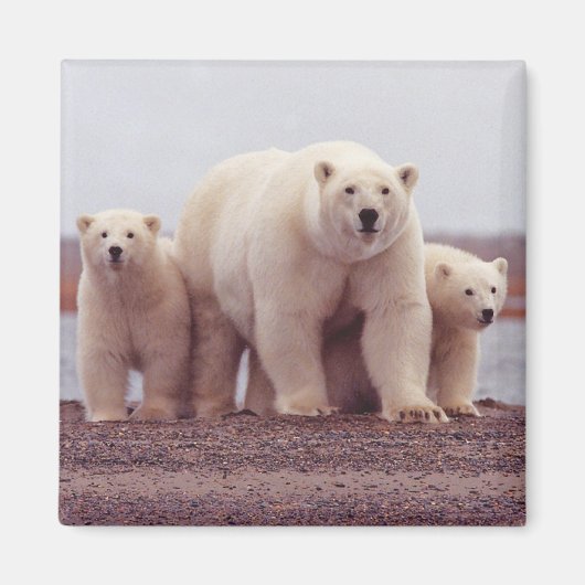 Aimant Famille d'ours polaires (Devant)