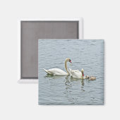 Aimant Famille Mute Swan (Recto/Verso)