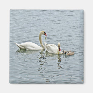Aimant Famille Mute Swan