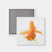 Aimant Fantail (Carassius auratus) (Recto/Verso)