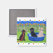 Aimant Fantastique Pool Party Labradors (Recto/Verso)