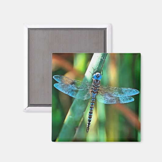 Aimant Fantasy Dragonfly (Recto/Verso)