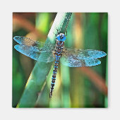 Aimant Fantasy Dragonfly (Devant)