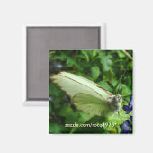 Aimant farfalla bianca (Recto/Verso)