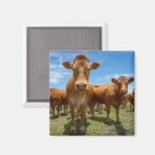 Aimant Farms | Brown cow (Recto/Verso)