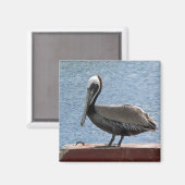 Aimant Faune Brown Pelican Water Photo (Recto/Verso)