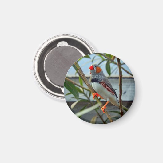 Aimant Faune Zebra Finch Photo (Recto/Verso)