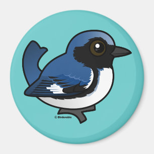 Aimant fauvette bleue Noir-throated