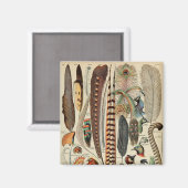 Aimant Feather Bird Wildlife Plumes d'antiquités (Recto/Verso)