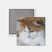 Aimant (Feline Fancy) Contemplation Kitty : Photo Cat (Recto/Verso)