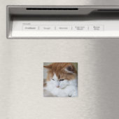 Aimant (Feline Fancy) Contemplation Kitty : Photo Cat (In Situ (Lave-vaisselle))
