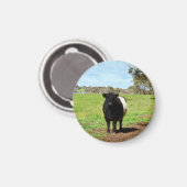 Aimant Female Belted Galloway Cow (Recto/Verso)