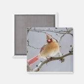 Aimant Female_Cardinal_Magnet (Recto/Verso)